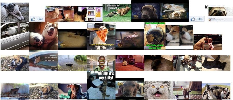 Flickr photo search result